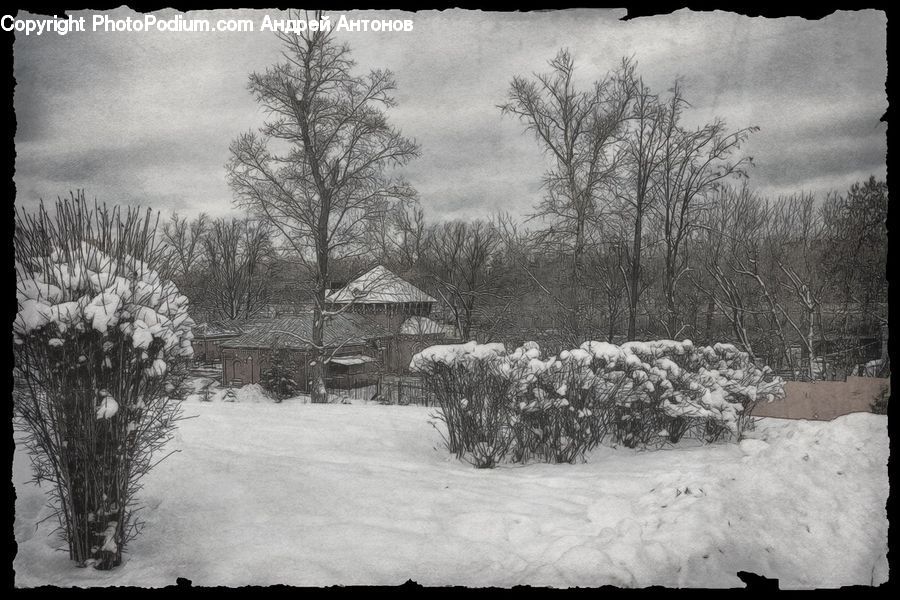 Ice, Outdoors, Snow, Countryside, Plant, Tree, Bush