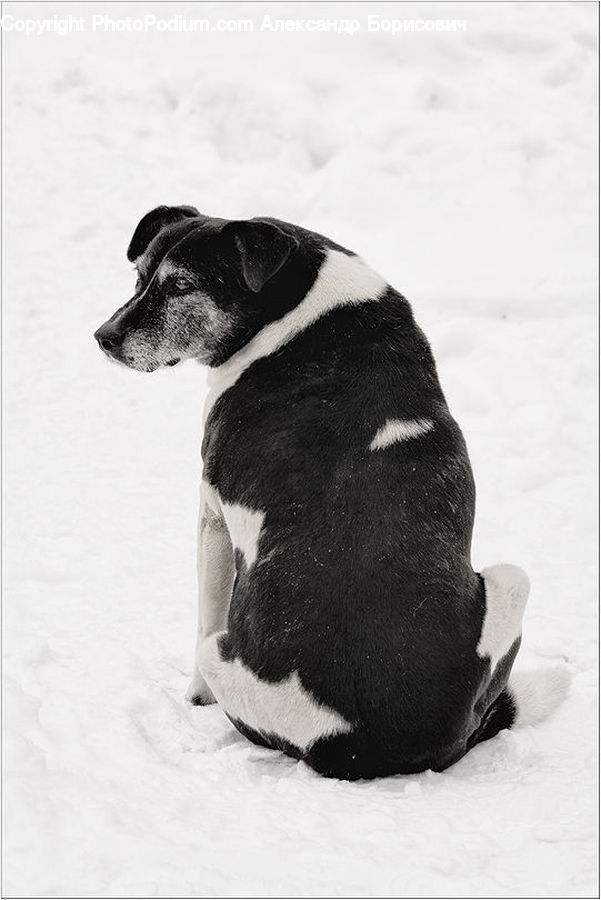 Animal, Arctic, Ice, Outdoors, Snow, Winter