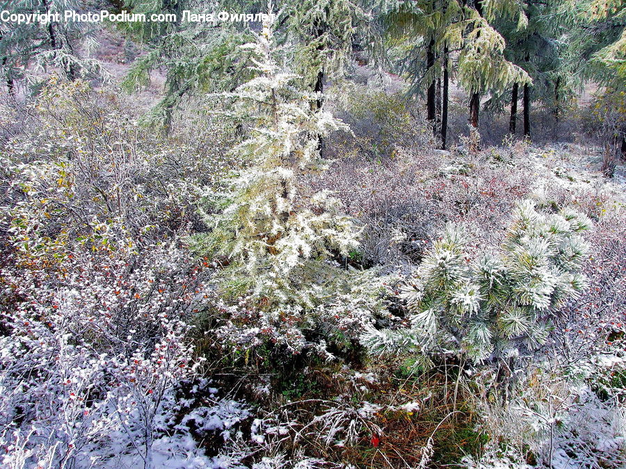 Conifer, Fir, Plant, Tree, Blossom, Flora, Flower