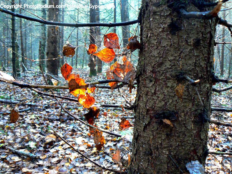 Ivy, Plant, Vine, Brick, Birch, Tree, Wood