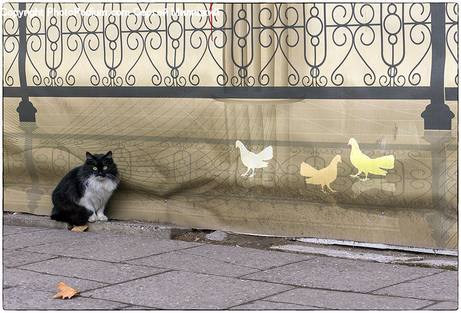 Cardboard, Animal, Adorable, Cat, Kitten, Mammal, Pet
