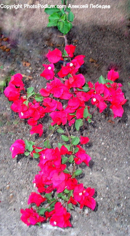 Blossom, Flora, Flower, Petal, Plant, Geranium, Ground