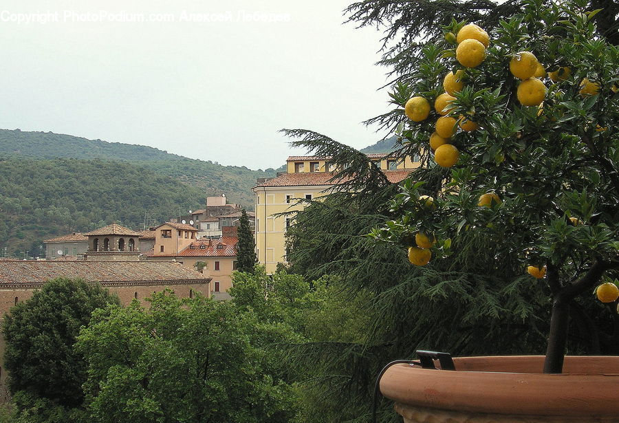 Plant, Potted Plant, Citrus Fruit, Fruit, Orange, Building, Housing