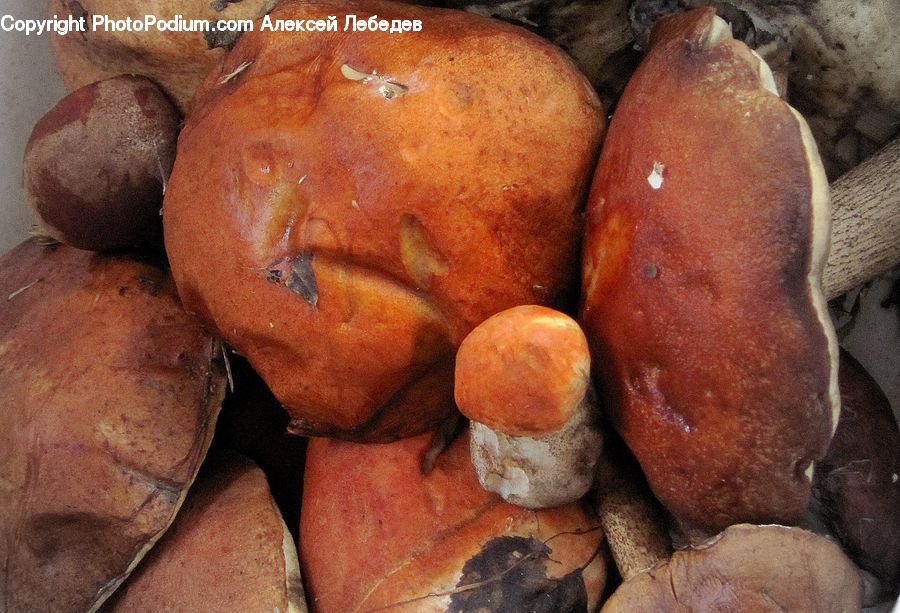 Bread, Food, Fruit, Plum, Agaric, Amanita, Fungus