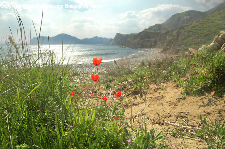 Blossom, Flora, Flower, Plant, Poppy, Gladiolus, Fiber