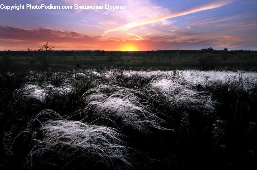 Grass, Plant, Reed, Field, Grassland, Land, Marsh