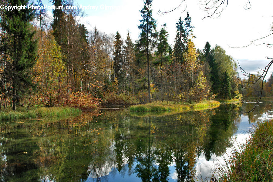 Outdoors, Pond, Water, Conifer, Larch, Tree, Wood