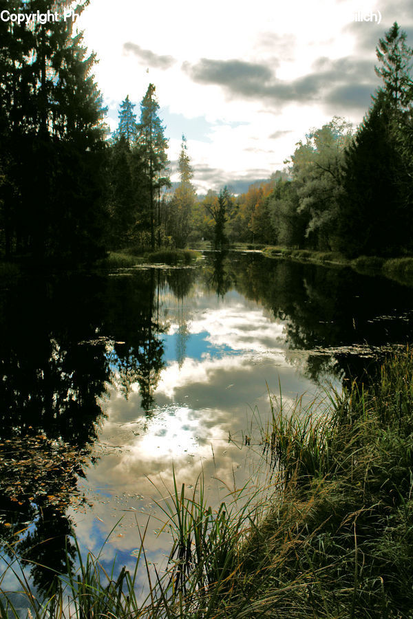 Grass, Plant, Reed, Outdoors, Pond, Water, Conifer