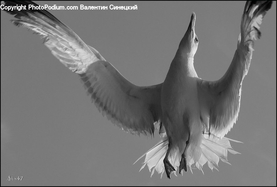 Bird, Seagull, Crane Bird, Heron, Beak