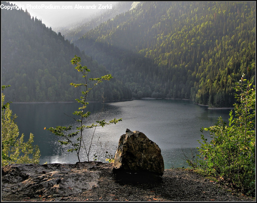 Rock, Forest, Vegetation, Coast, Outdoors, Sea, Water