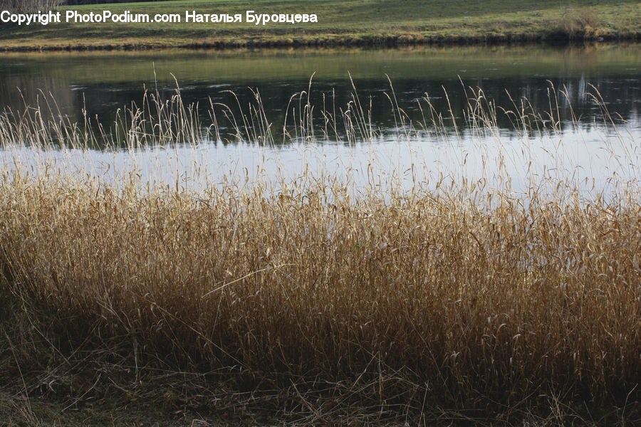 Field, Grass, Grassland, Plant, Reed