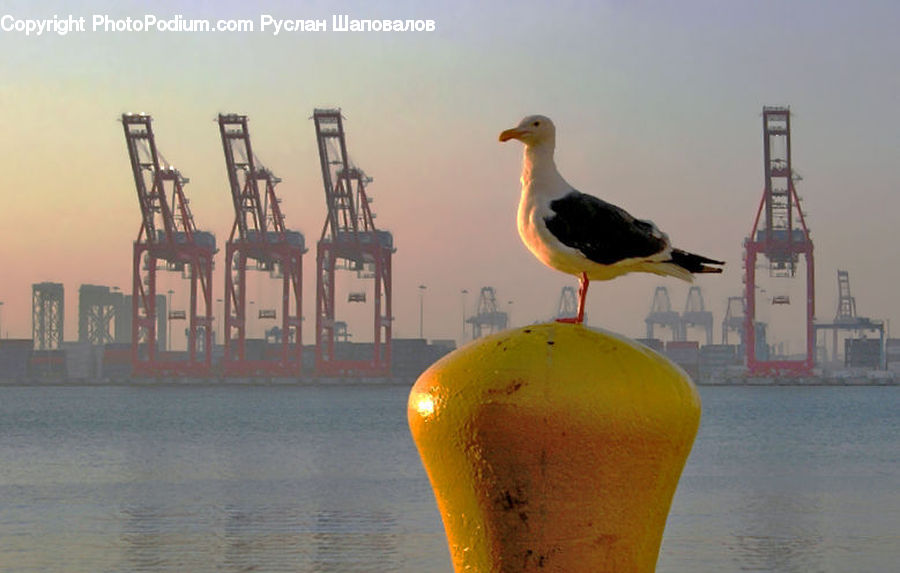 Bird, Seagull, Constriction Crane, Gear, Machine, Wheel, Beak