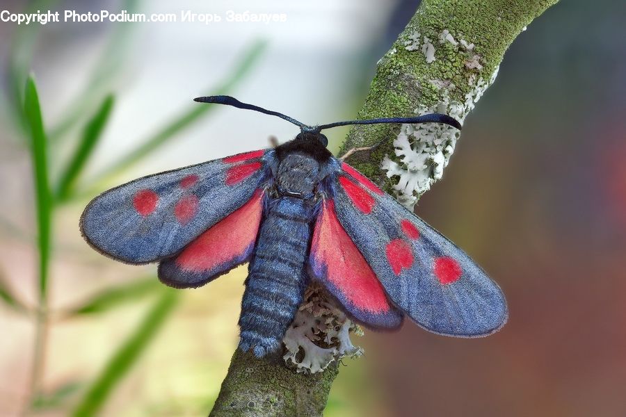 Butterfly, Insect, Invertebrate, Moth, Knitting, Anisoptera, Dragonfly