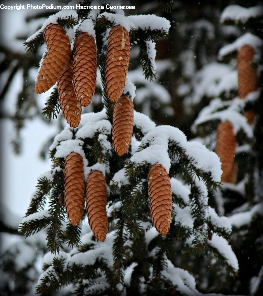 Frost, Ice, Outdoors, Snow, Conifer, Fir, Plant