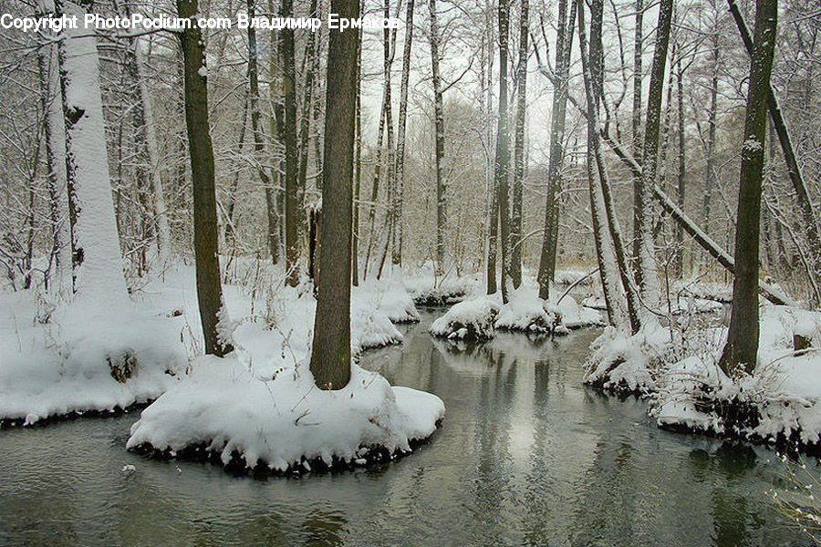 Forest, Vegetation, Land, Marsh, Outdoors, Swamp, Water