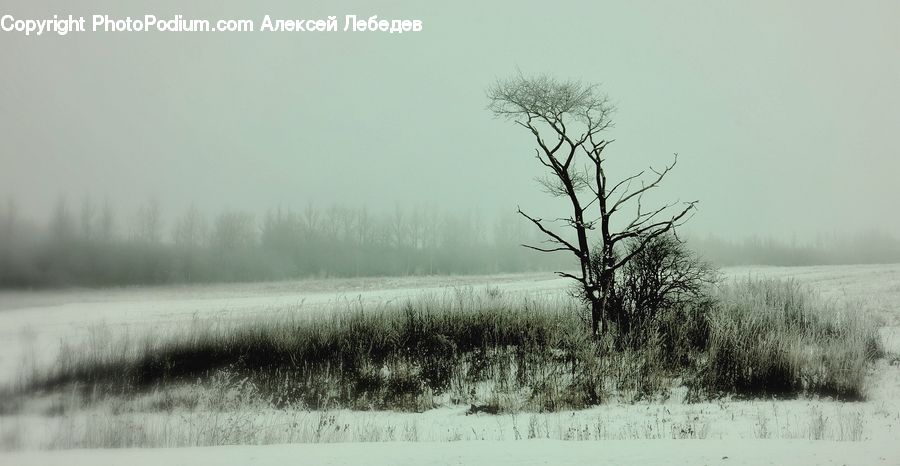 Grass, Plant, Reed, Land, Marsh, Outdoors, Swamp