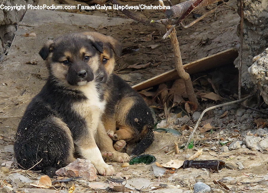 Animal, Canine, Dog, Mammal, Pet, Puppy, Rock