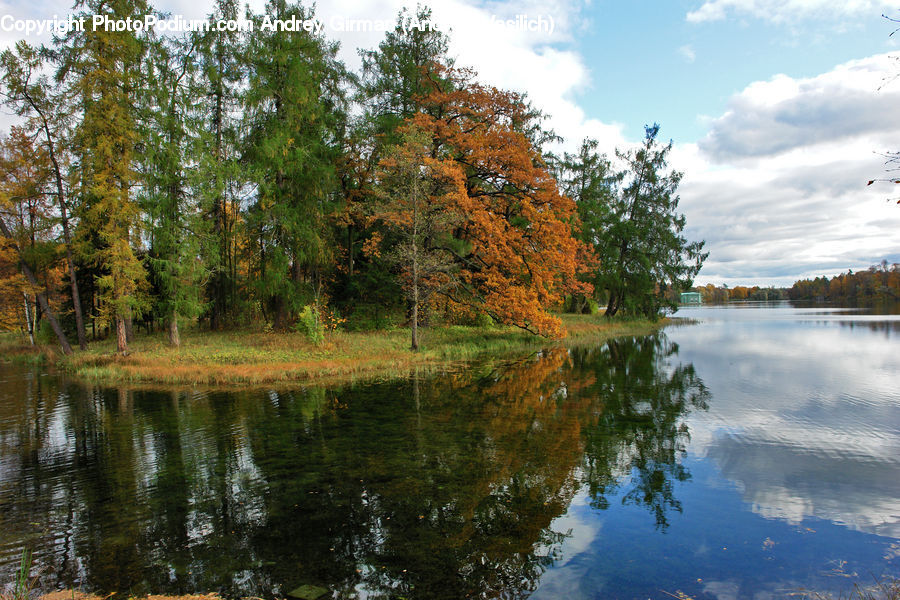 Lake, Outdoors, Water, Plant, Tree, Conifer, Fir