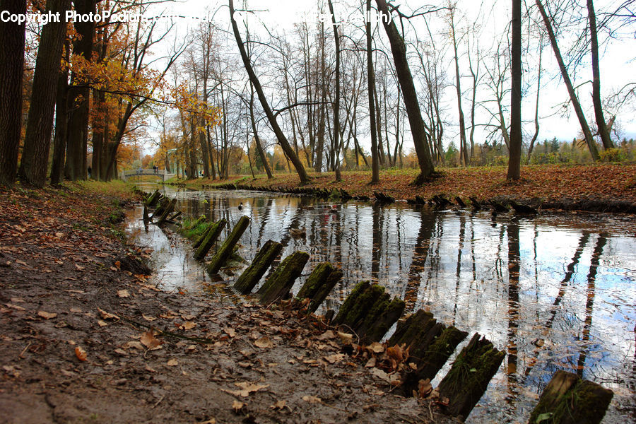 Land, Marsh, Outdoors, Swamp, Water, Rock, Ditch
