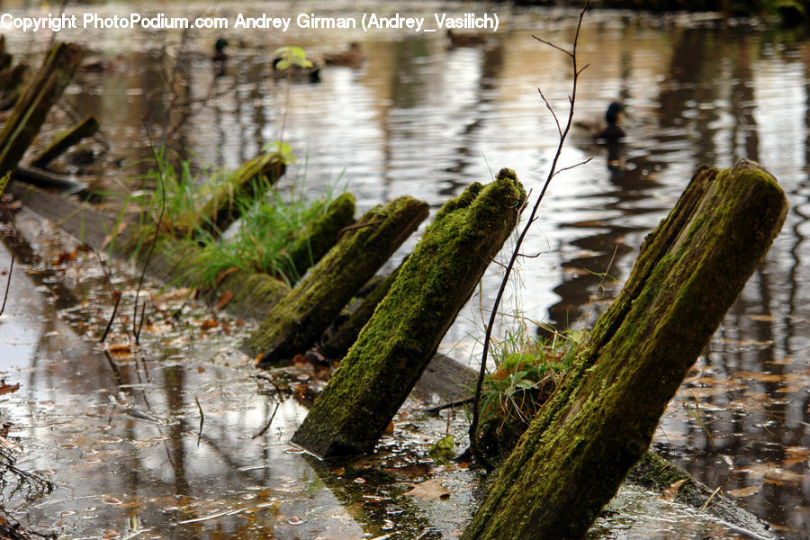 Algae, Land, Marsh, Pond, Swamp, Water, Outdoors