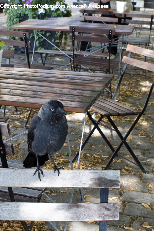 Luggage, Suitcase, Bird, Blackbird, Crow, Bench, Plywood