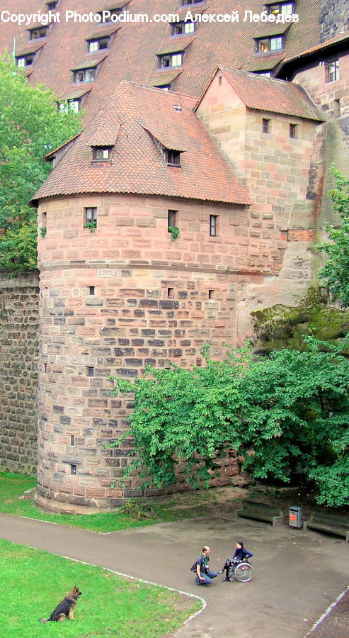 Brick, Architecture, Castle, Fort, Ivy, Plant, Vine