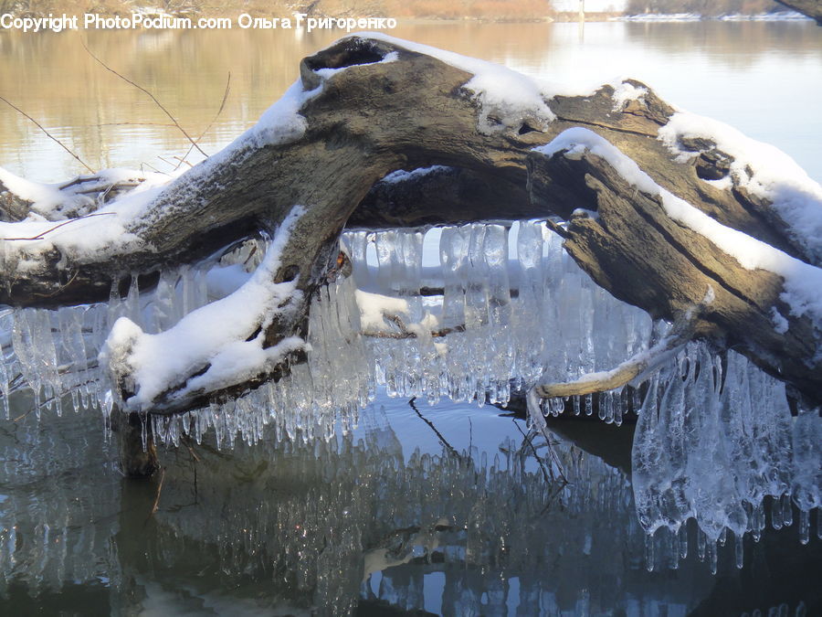 Ice, Outdoors, Snow, Alligator, Crocodile, Reptile, Eating