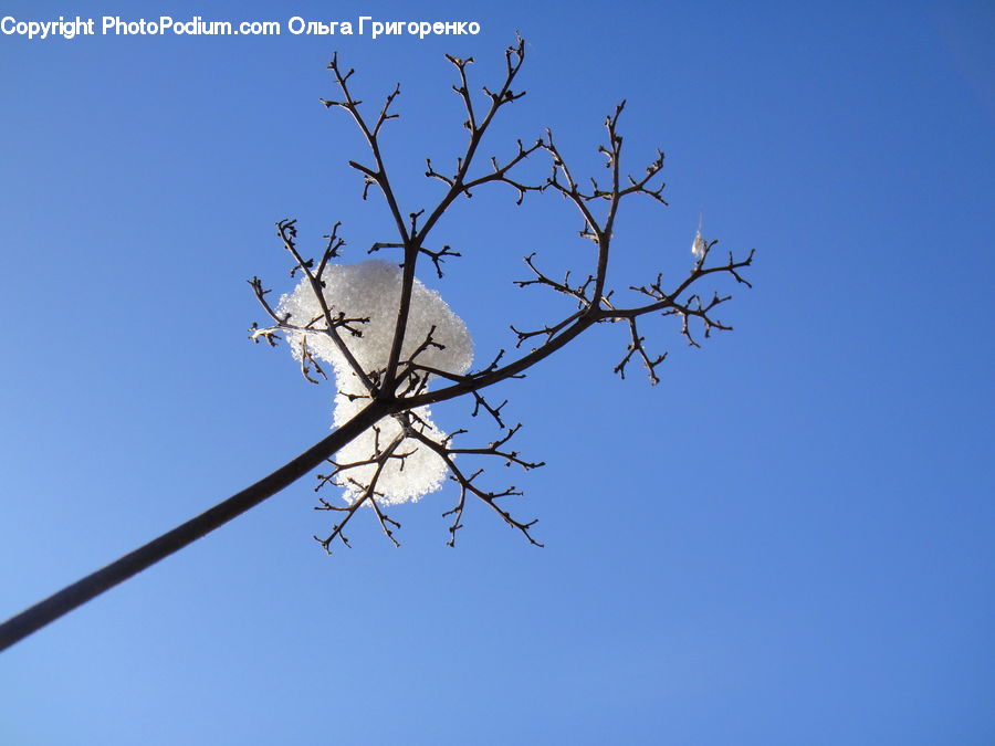 Blossom, Flora, Flower, Plant, Cherry Blossom, Tree, Conifer