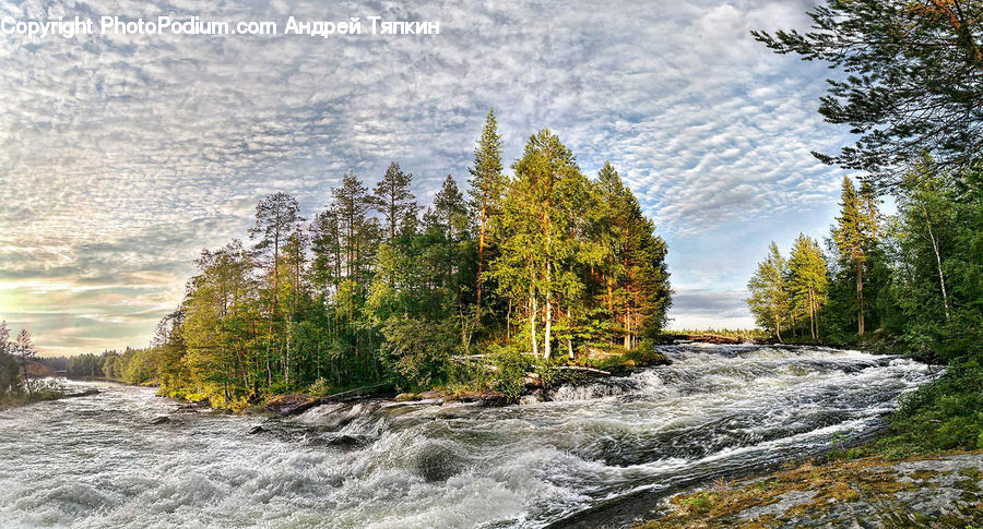 Conifer, Fir, Plant, Tree, Creek, Outdoors, River