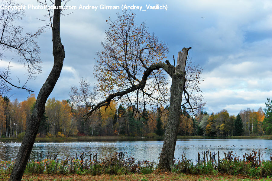 Plant, Tree, Land, Marsh, Outdoors, Swamp, Water