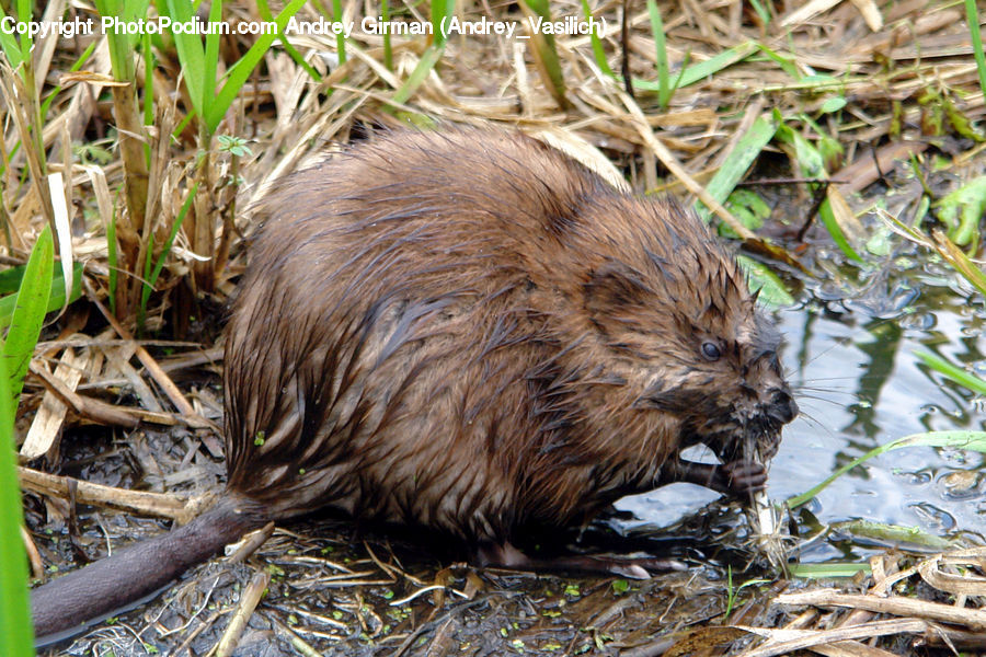 Animal, Beaver, Mammal, Rodent, Bamboo, Bamboo Shoot, Produce