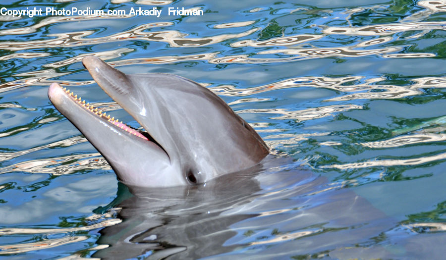 Animal, Dolphin, Fish, Sea Life, Water, Landscape, Nature