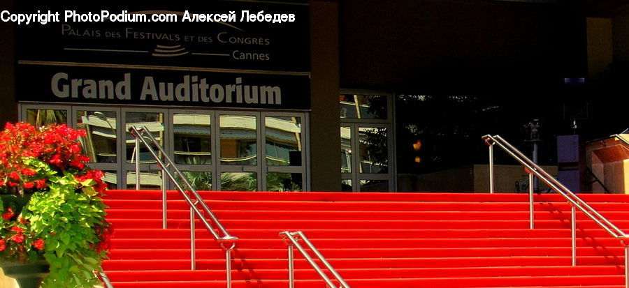 Plant, Potted Plant, Premiere, Red Carpet, Blossom, Flora, Flower