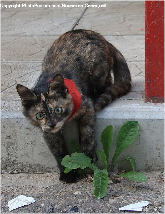 Animal, Cat, Mammal, Manx, Pet, Kitten, Siamese