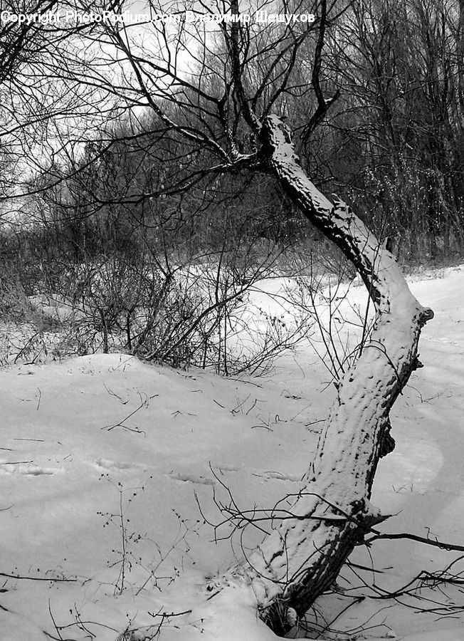 Plant, Tree, Ice, Outdoors, Snow, Oak, Wood