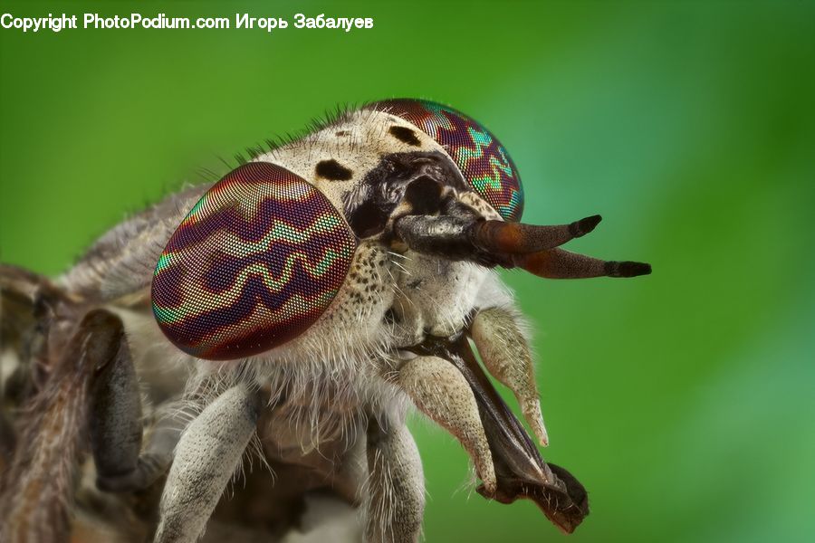 Bee, Insect, Invertebrate, Eating, Asilidae