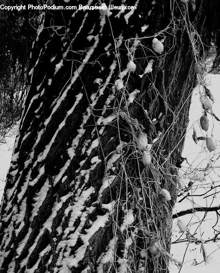 Ivy, Plant, Vine, Tree, Birch, Wood, Oak