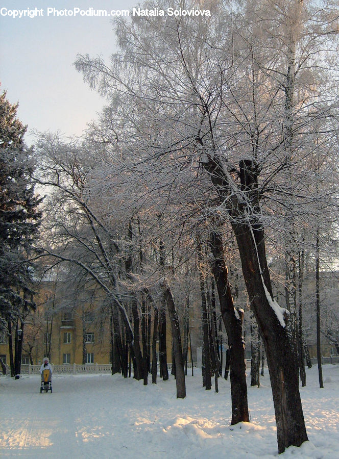 Landscape, Nature, Scenery, Plant, Tree