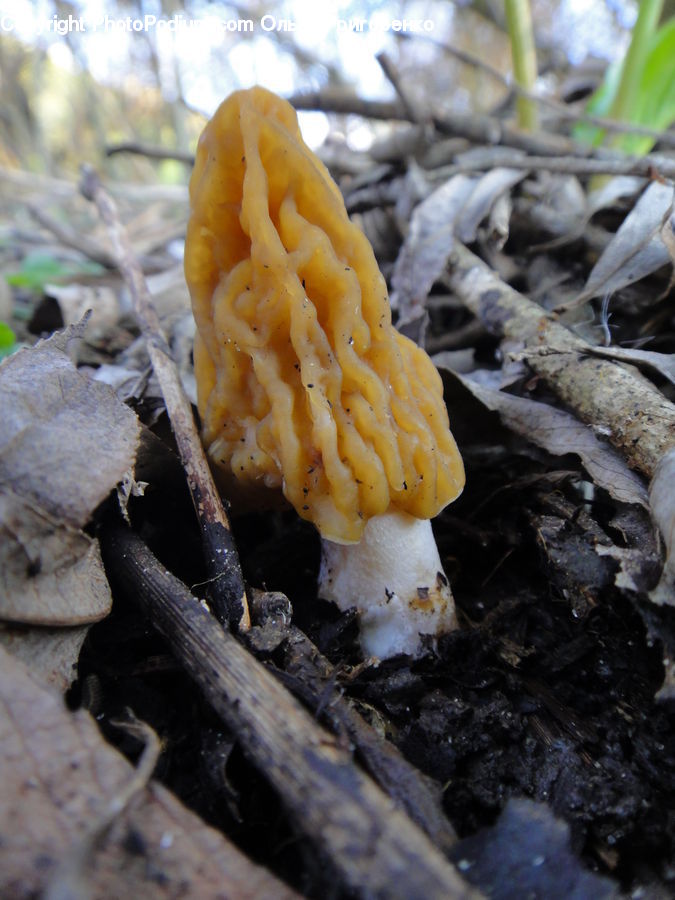 Agaric, Amanita, Fungus, Mushroom, Plant, Corn, Food
