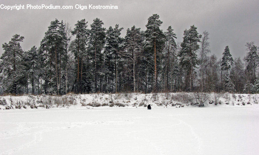 Ice, Outdoors, Snow, Forest, Vegetation, Conifer, Fir