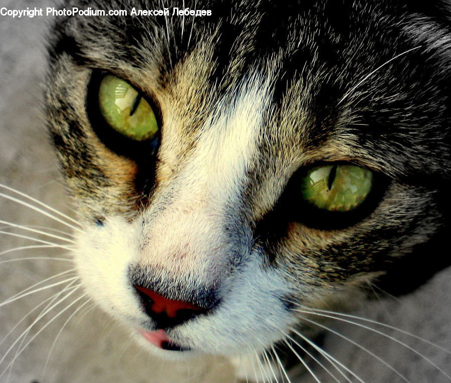 Animal, Pet, Cat, Mammal, Manx, Abyssinian