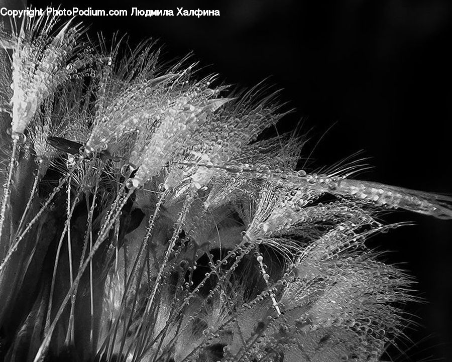 Frost, Ice, Outdoors, Snow, Plant, Blossom, Flora