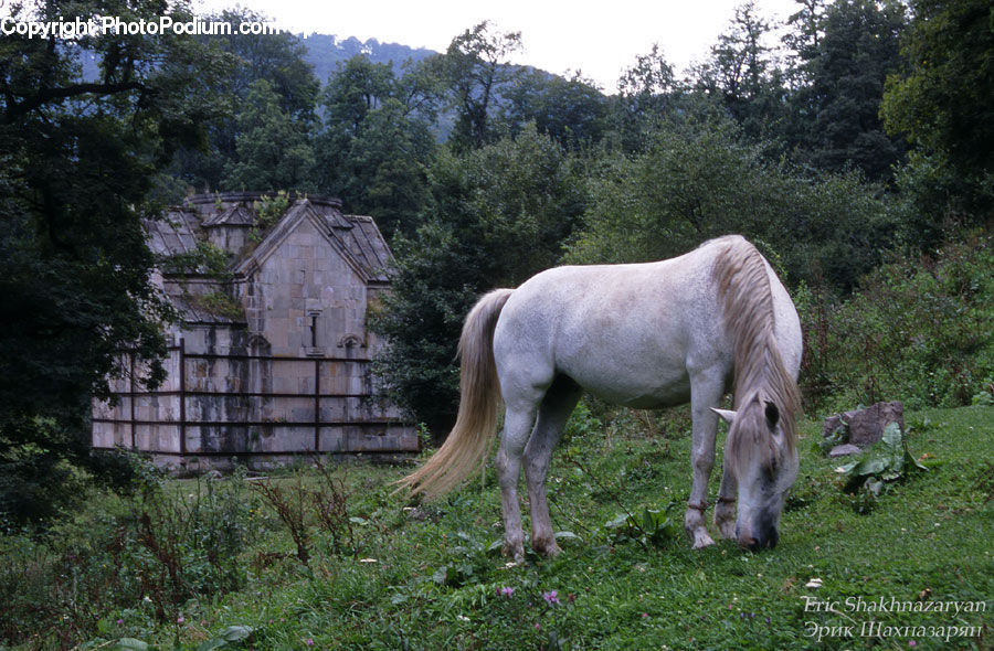 Animal, Colt Horse, Foal, Horse, Mammal, Cabin, Hut