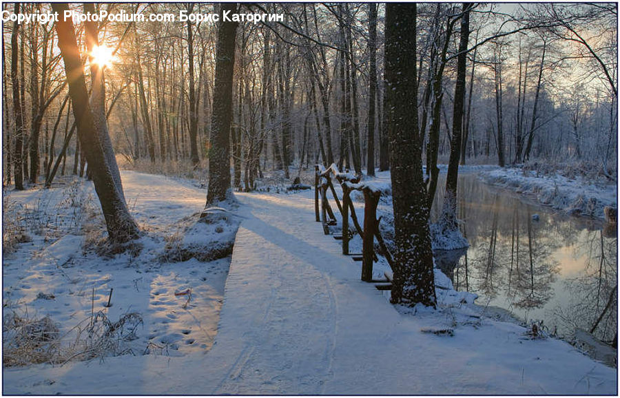 Forest, Grove, Land, Ice, Outdoors, Snow, Vegetation