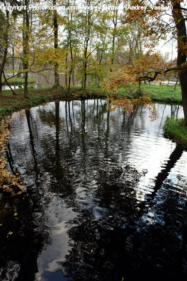Plant, Potted Plant, Outdoors, Ripple, Water, Pond, Rock