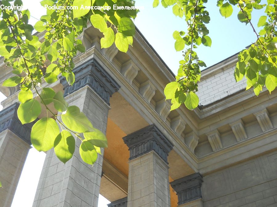 Ivy, Plant, Vine, Patio, Pergola, Porch, Architecture