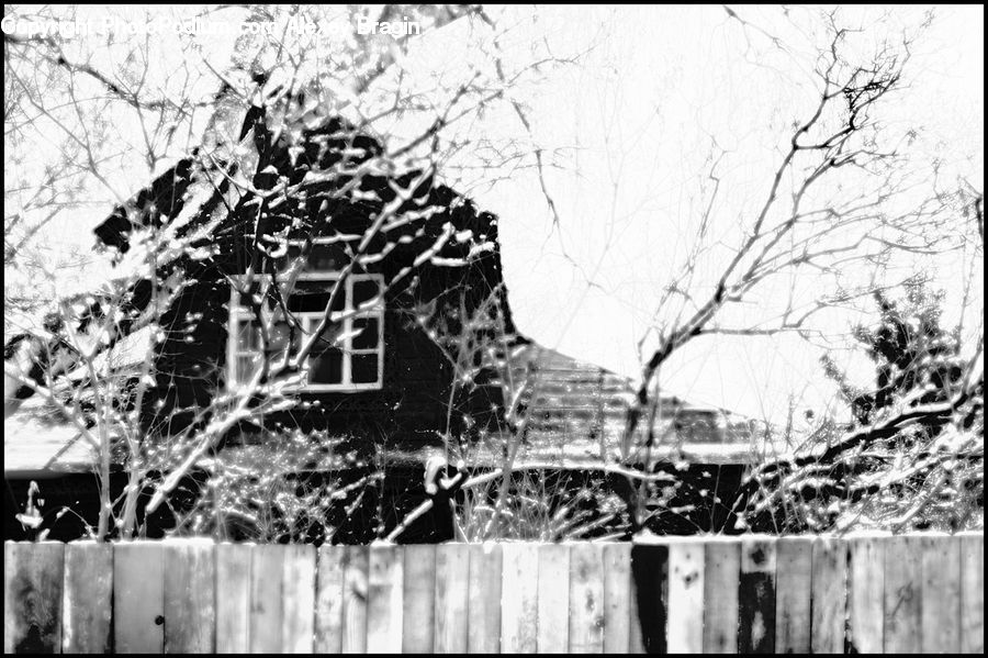 Plant, Tree, Ruins, Oak, Wood, Building, Housing