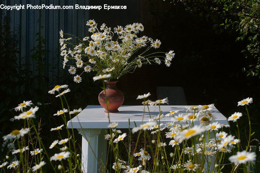 Plant, Potted Plant, Blossom, Daffodil, Flora, Flower, Daisies
