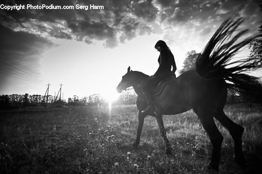 Animal, Horse, Mammal, Stallion, Hat