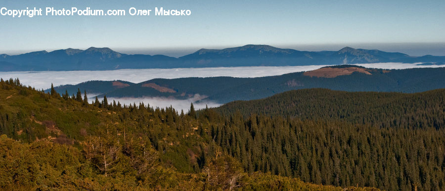 Conifer, Fir, Plant, Tree, Crest, Mountain, Mountain Range